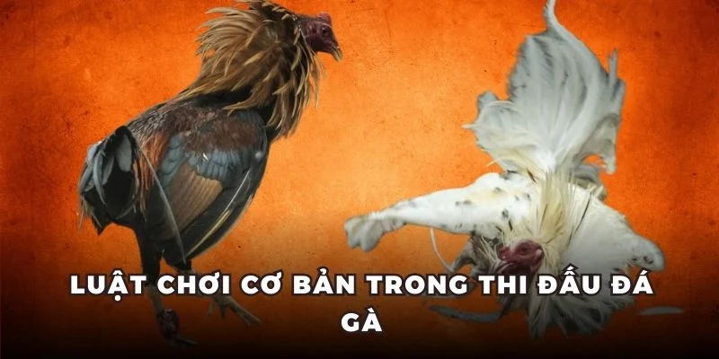 Luật chơi cơ bản trong thi đấu đá gà
