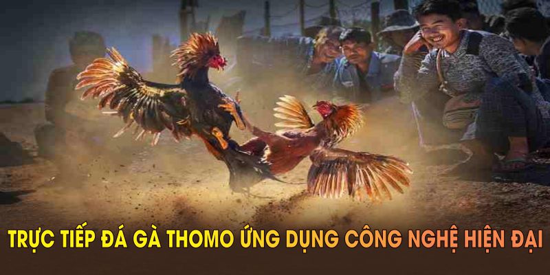 Trực tiếp đá gà thomo ứng dụng công nghệ hiện đại và giao diện tối ưu