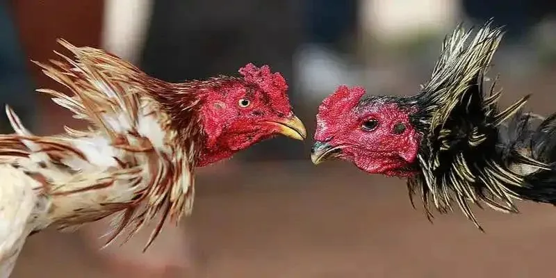 Tuyệt chiêu chinh phục giải thưởng lớn khi chơi đá gà mạng