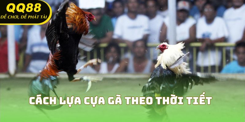 Cách lựa cựa gà theo thời tiết